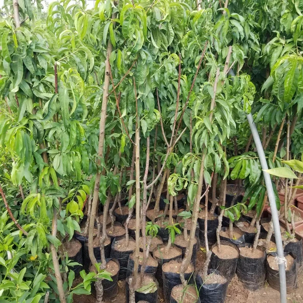 3 Yaş Aşılı Şeftali Fidanı EARLY RED, Torbada - Resim 3