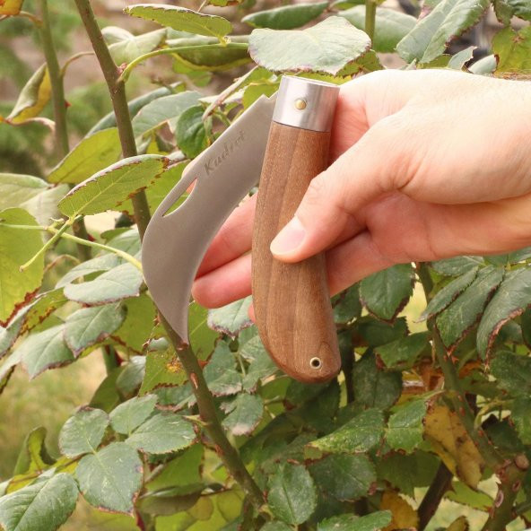 Aşı Bıçağı Eğri Uçlu Ara Çakı Bağ Bıçağı Paslanmaz Çelik - 5