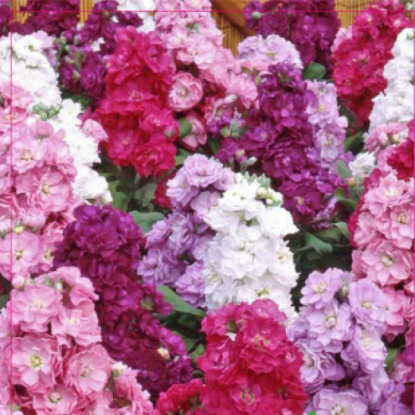 ŞEBBOY ÇİÇEĞİ (MATTHIOLA) 100 ADET ürün görseli 1