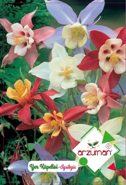 YER KÜPELİSİ TOHUMU ürün görseli 1