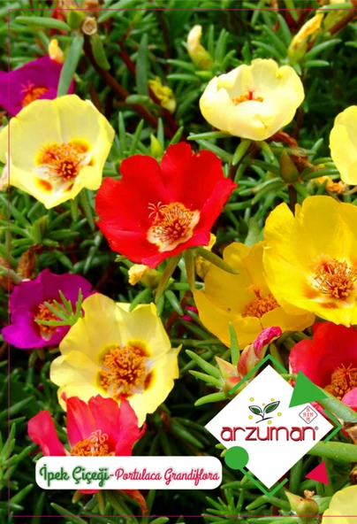 İPEK (ŞELLAKİ) TOHUMU 100 ADET ürün görseli 1