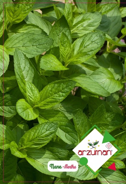 NANE TOHUMU ( FRESH ) 100 ADET ürün görseli 1