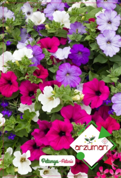 PETUNYA ÇİÇEĞİ TOHUMU (100 ADET) ürün görseli 1