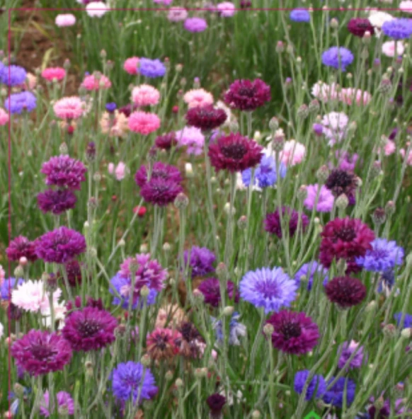 KONTUR ÇİÇEĞİ TOHUMU (50 ADET) ürün görseli 1