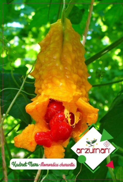 KUDRET NARI  TOHUMU ürün görseli 1