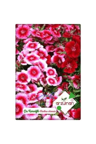 ÇİN KARANFİLİ TOHUMU  (100 ADET ) ürün görseli 1