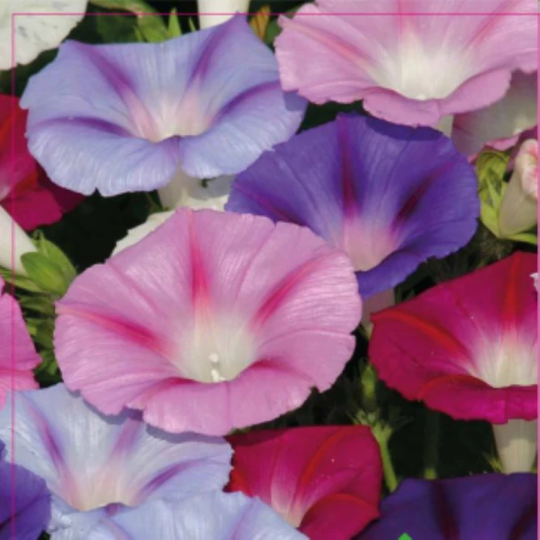 SARMAŞIK ÇİÇEĞİ TOHUMU (50 ADET ) ürün görseli 1