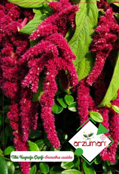 TİLKİ KUYRUĞU TOHUMU 100 ADET - Resim 2