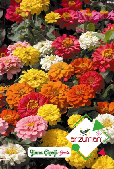 ZİNNA (ZİNNİA ) ÇİÇEĞİ 30 ADET ürün görseli 1