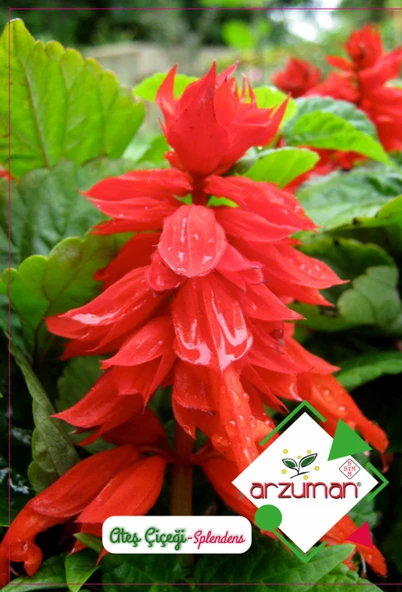 ATEŞ ÇİÇEĞİ (SALVIA )  TOHUMU 30 ADET - 2