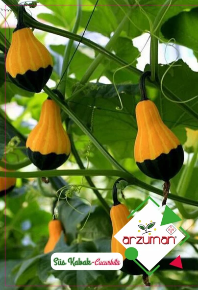 SÜS KABAĞI TOHUMU ( 10 ADET) ürün görseli 1