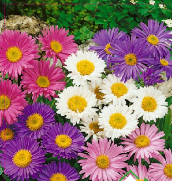 DİLBER KİRPİĞİ - ASTER TOHUMU (50 ADET) ürün görseli 1