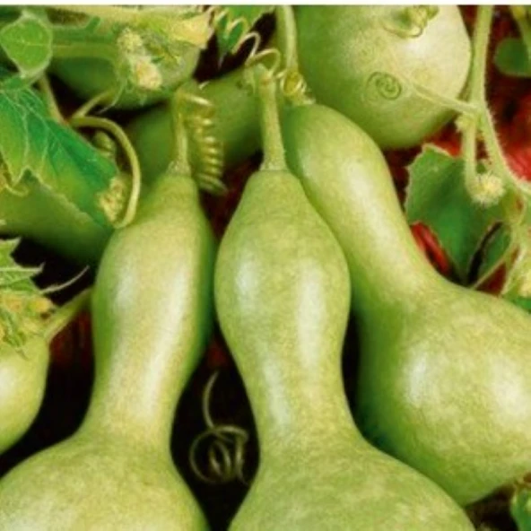 SU-ET KABAĞI TOHUMU (5 ADET TOHUM) ürün görseli 1