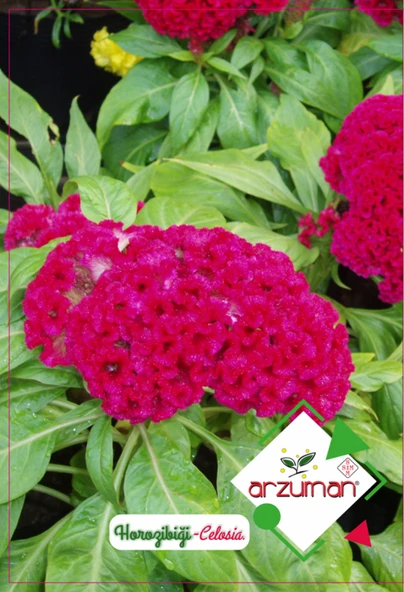 HOROZ İBİĞİ (CELOSİA) 100 ADET TOHUM ürün görseli 1