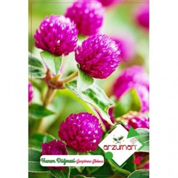 HANIM DÜĞMESİ (GOMPHREN ) TOHUMU 20 ADET ürün görseli 1