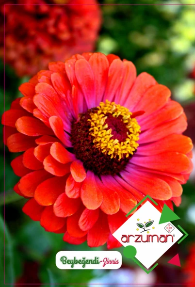 BEYBEĞENDİ (ZİNNİA) ÇİÇEĞİ  TOHUMU (30 ADET) ürün görseli 1