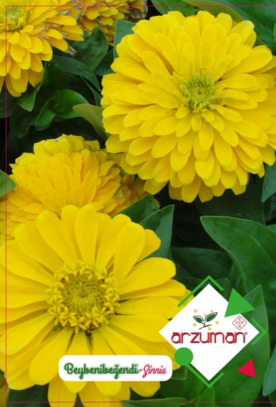 BEYBENİBEĞENDİ (ZİNNİA) ÇİÇEĞİ TOHUMU 30 ADET - Resim 2