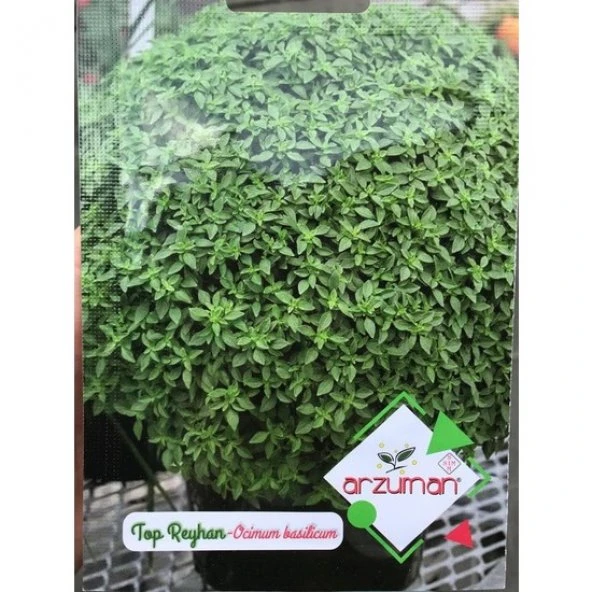 TOP FESLEĞEN (TOP REYHAN) TOHUMU 100 ADET - Resim 2