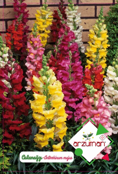 ASLANAĞZI ÇİÇEĞİ (ANTİRRHİNUM) TOHUMU 100 ADET ürün görseli 1