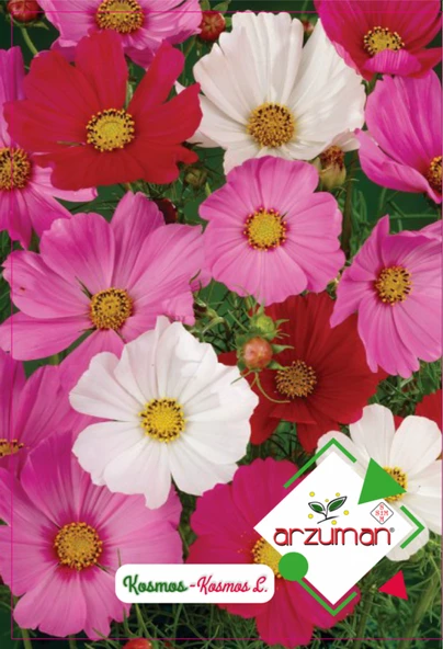 KOSMOS ÇİÇEĞİ TOHUMU 30 ADET ürün görseli 1