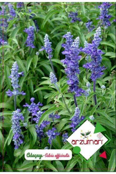 ADAÇAYI (SALVIA) TOHUMU 50 ADET - Resim 2