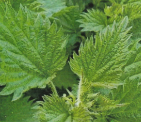 ISIRGAN OTU TOHUMU (50 ADET)