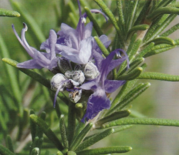 BİBERİYE TOHUMU (30 ADET) ürün görseli 1