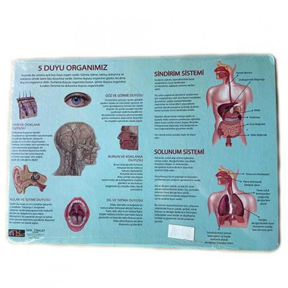 2Li Puzzle Set Türkiye Haritası 50 parça ve İnsan Anatomisi 60 parça - 2