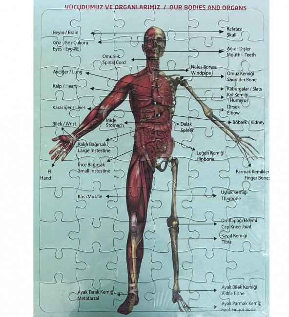 2Li Puzzle Set Türkiye Haritası 50 parça ve İnsan Anatomisi 60 parça