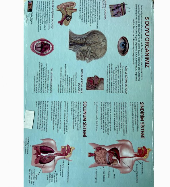 2Li Puzzle Set Türkiye Haritası 50 parça ve İnsan Anatomisi 60 parça - 2