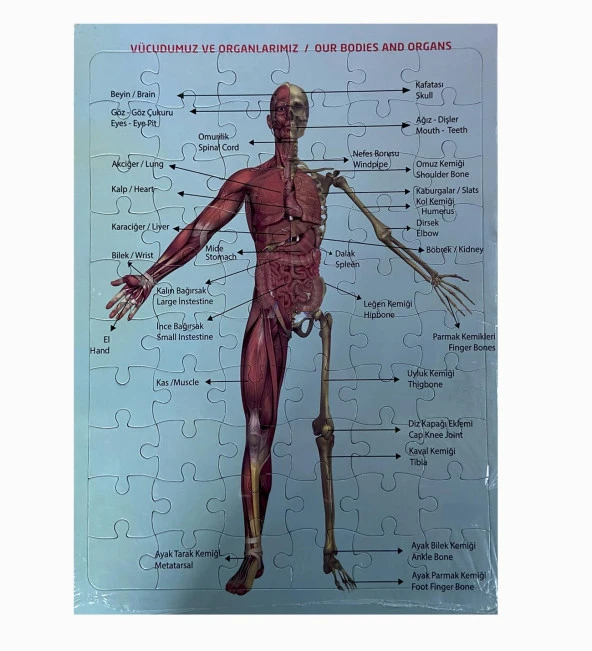 2Li Eğitici Puzzle Set Türkiye Haritası 50 parça ve İnsan Anatomisi 60 parça - 2