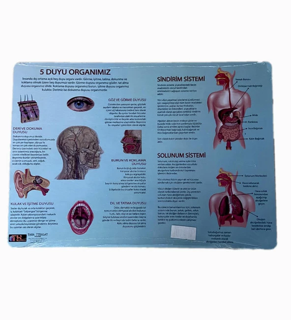 2Li Eğitici Puzzle Set Türkiye Haritası 50 parça ve İnsan Anatomisi 60 parça - 3