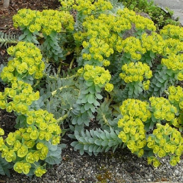 Yayılıcı Mersin Sütleğeni Çiçeği euphorbia Myrsinites