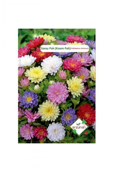 SARAY PATI ÇİÇEĞİ TOHUMU ürün görseli 1