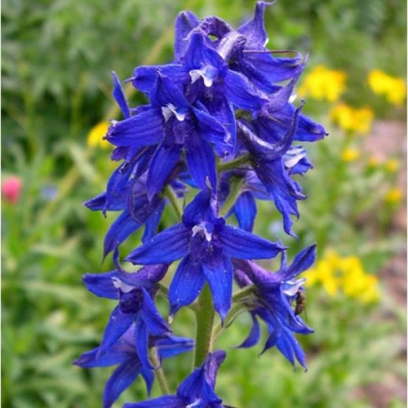 HAZERAN ÇİÇEĞİ TOHUMU ürün görseli 1