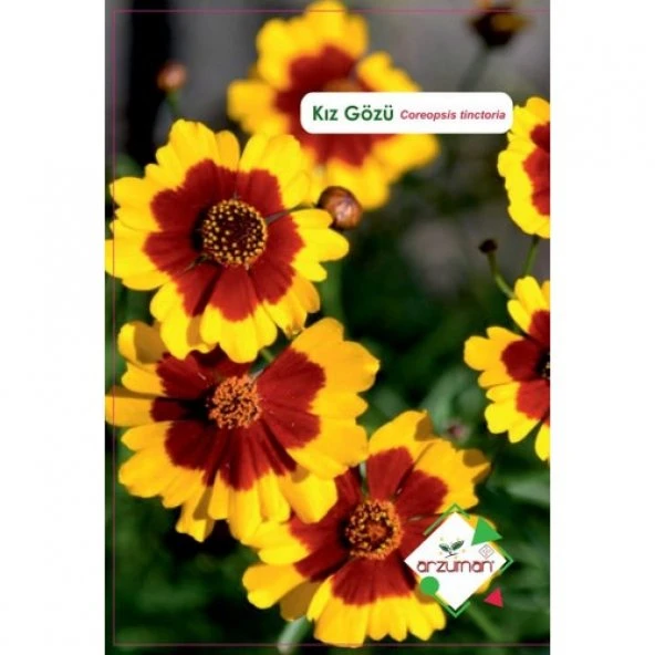 KIZ GÖZÜ ÇİÇEĞİ TOHUMU ürün görseli 1