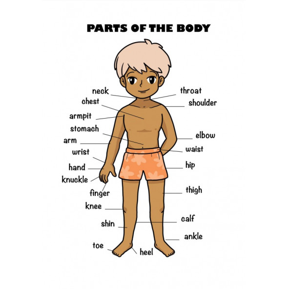 İngilizce Öğreten Kelime Posterleri (22 Laminasyonla KAPLI) - 4
