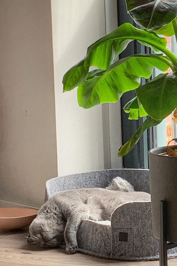 Zeus Kedi Yatağı Gri Evcil Hayvan Peluş Kedi Minderi Kedi Yuvası Evi Kulübesi - 5