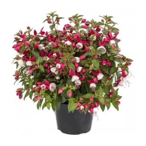 Saksılı Küpe Küpeli Çiçeği Fidanı 5-15 Cm Fuchsia