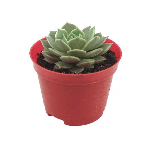 Echeveria Elegans Skulent - 2