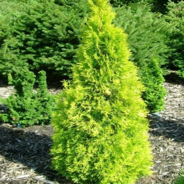 Altuni Mazı Fidanı 25-35 Cm 1 Adet Thuja Orientalis Aurea - 2