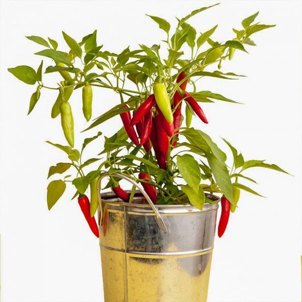 Acı Süs Biberi Tohumu 3 Gr Hot Ornamental Pepper Seed