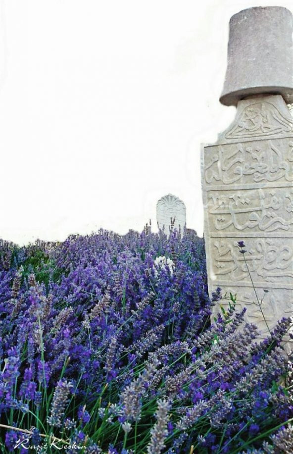 Lavanta Fidanı 15-25 Cm 3 Adet Kabristan Mezarlık İçin - Resim 2