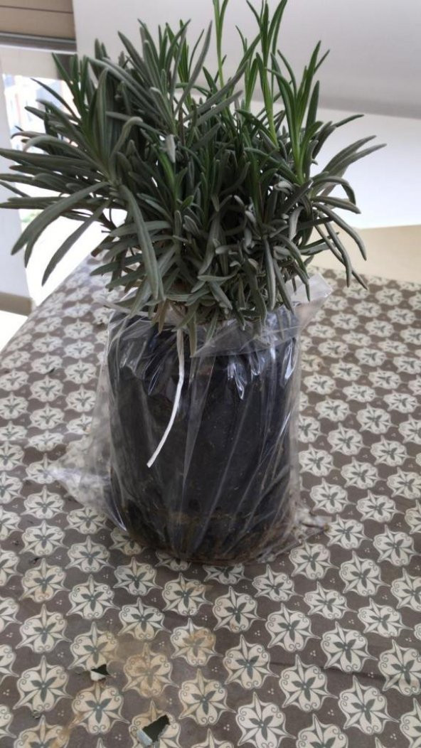 Lavanta Fidanı 15-25 Cm 3 Adet Kabristan Mezarlık İçin - Resim 3