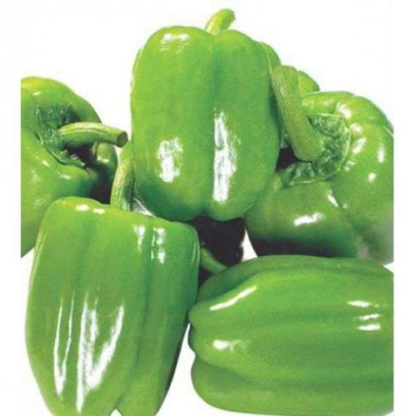 Dolmalık Kandil Biber Tohumu 10 Gr Bell Pepper Seeds