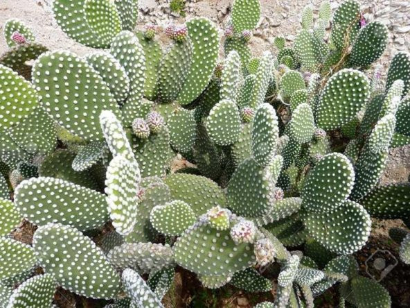 Kaynana Dili Tavşan Kulağı Kaktüs 8 Cm Saksıda Opuntia Microdasys - 2