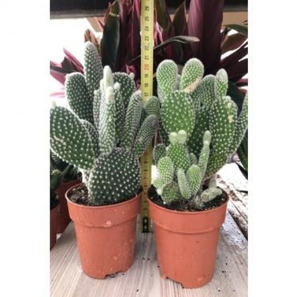 Kaynana Dili Tavşan Kulağı Kaktüs 8 Cm Saksıda Opuntia Microdasys - 4