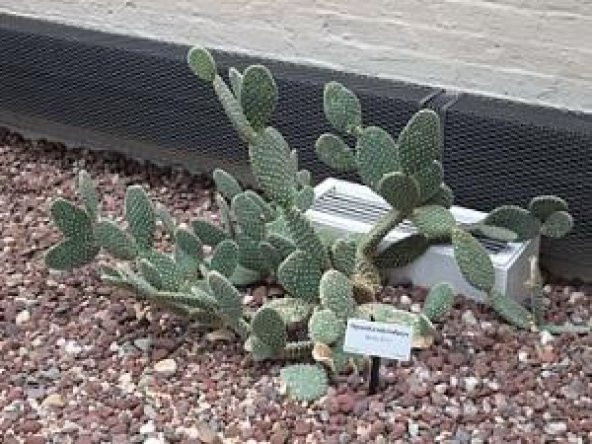 Kaynana Dili Tavşan Kulağı Kaktüs 8 Cm Saksıda Opuntia Microdasys - 5