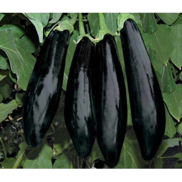 Aydın Siyahı Patlıcan Tohumu Aydın Black Eggplant Seed 10 Gr