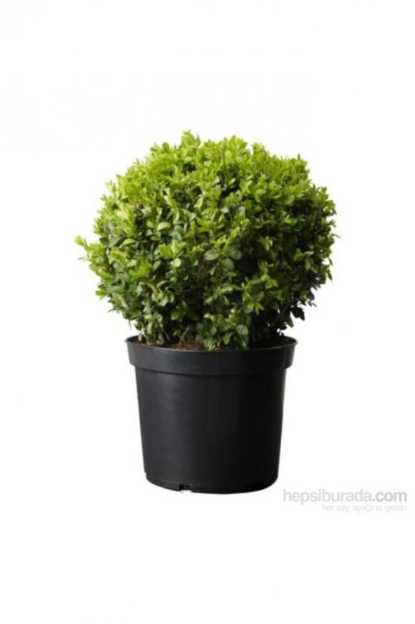 Saksılı Şimşir Fidanı 20-30 Cm (Buxus Sempervirens) - 2